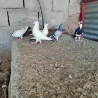 کبوتر|پرنده|بهاباد, |دیوار