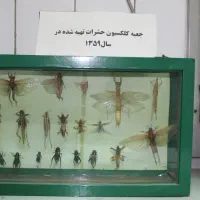 سمپاشی م ج وز دار سم پاشی منازل سوسک مورچه موش ساس