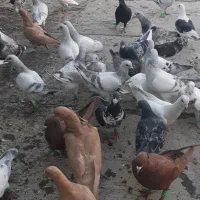 کفتر هوایی کرمونی و آلمانی