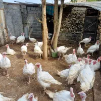 بوقلمون گوشتی زنده|حیوانات مزرعه|شاندیز, |دیوار