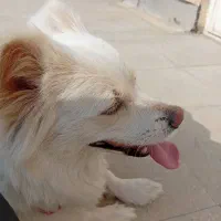 سگ اشتپیز|سگ|کرج, کمال‌شهر|دیوار