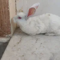 خرگوش ماده