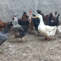 مرغ محلی|حیوانات مزرعه|ورامین, قويينک زهری|دیوار