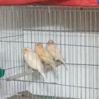 قناری ماده اماده