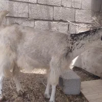2بز 1کهره