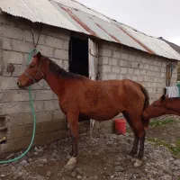 اسب مادیون کرد