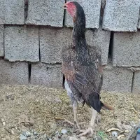 مرغ لاری اصل