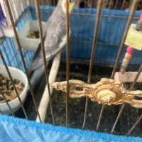 طوطی عروس بالغ نر|پرنده|نظرآباد, نظرآباد|دیوار