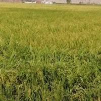 13 هکتار زمین کشاورزی