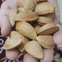 بادم مامایی