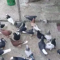 کبوتر هوا میکنم جلو مشتری