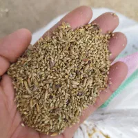 شلتوک با دنان|حیوانات مزرعه|حمیدیه, |دیوار