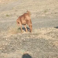 بز غاله