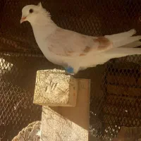 کبوتر|پرنده|خرمشهر, |دیوار