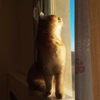 گربه اسکاتیش گلد|گربه|تهران, استاد معین|دیوار