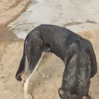 سگ ماده پژدر