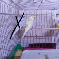 نر پروانه ای