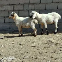 ۲عددبره نره|حیوانات مزرعه|بم, |دیوار