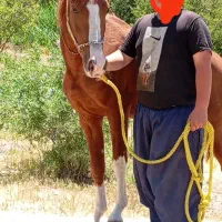 اسب‌سیلمی‌اصیل‌کرد