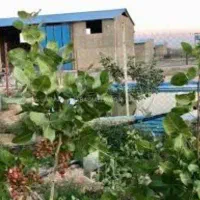 کارگرایرانی ماهر در اموردامداری وکشاورزی،با اسکان