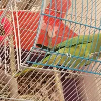 طوطی ملنگو ۸ ماهه