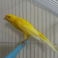 نر کشیده بلند