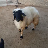 شک ورن سنجابی