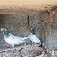 ۴۰عددکبوتر خارجی.ایرانی