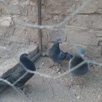 ۵ تا جوجه المانی زات دار .