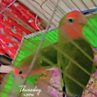 طوطی برزیلی