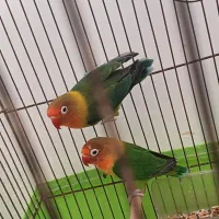 طوطی برزیلی جفت|پرنده|اهواز, کوی مهدیس|دیوار