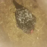 مرغ گلین لری گرج