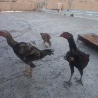 خروس و مرغ لاری