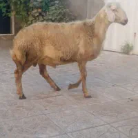 یک عدد بره نر سفید افشار درجه یک
