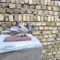 کبوتر|پرنده|تاکستان, |دیوار