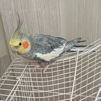 عروس هلندی نر با قفس بزرگ