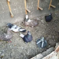 کفتر|پرنده|مشهد, ابوذر|دیوار