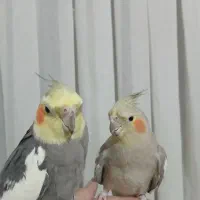 جفت کارداده عروس هلندی|پرنده|تهران, مسعودیه|دیوار