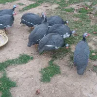 مرغ شاخدار|حیوانات مزرعه|گمیشان, |دیوار