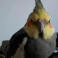 عروس هلندی گمشده