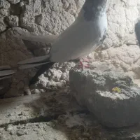 کبوتر|پرنده|سلطانیه, |دیوار