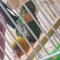 طوطی کوتوله برزیلی