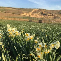 گل نرگس|گل و گیاه طبیعی|آزادشهر, |دیوار