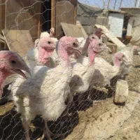 بوقلمون بیوتی 6|حیوانات مزرعه|شاهرود, |دیوار