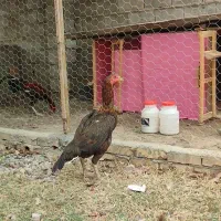 مرغ و ۹ تا جوجه لاری اصیل افغان|حیوانات مزرعه|آق قلا, |دیوار