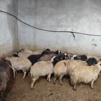 گوسفد کشتاری درجه یک