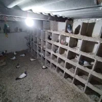 فروش 26 عدد کبوتر با قیمت مناسب|پرنده|میانه, |دیوار
