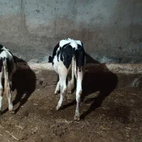 شش عدد گوساله ماده نژاددار از نسل گاو پر شیر|حیوانات مزرعه|اردبیل, |دیوار