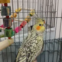 جفت عروس هلندی