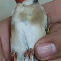 پرنده سهره چونه سفید جفتی،جوجه قفس یاسمین|پرنده|ری, دولتآباد|دیوار